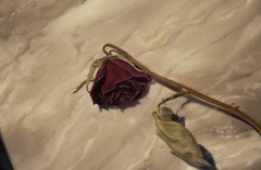 rose.jpg-nggid0255-ngg0dyn-240x160x100-00f0w010c010r110f110r010t010